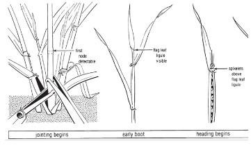 Irrigation for Wheat and Other Small Grains in a Drought Year